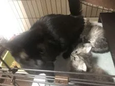 ミヌエット【徳島県・男の子・2020年4月9日・シルバータビー】の写真3