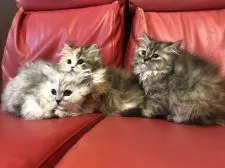 ミヌエット(長足)【徳島県・女の子・2022年1月24日・ブラウンパッチェドタビー】の写真5