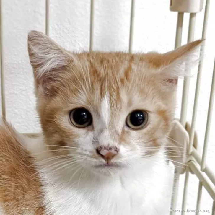 ID：2510-00731の子猫