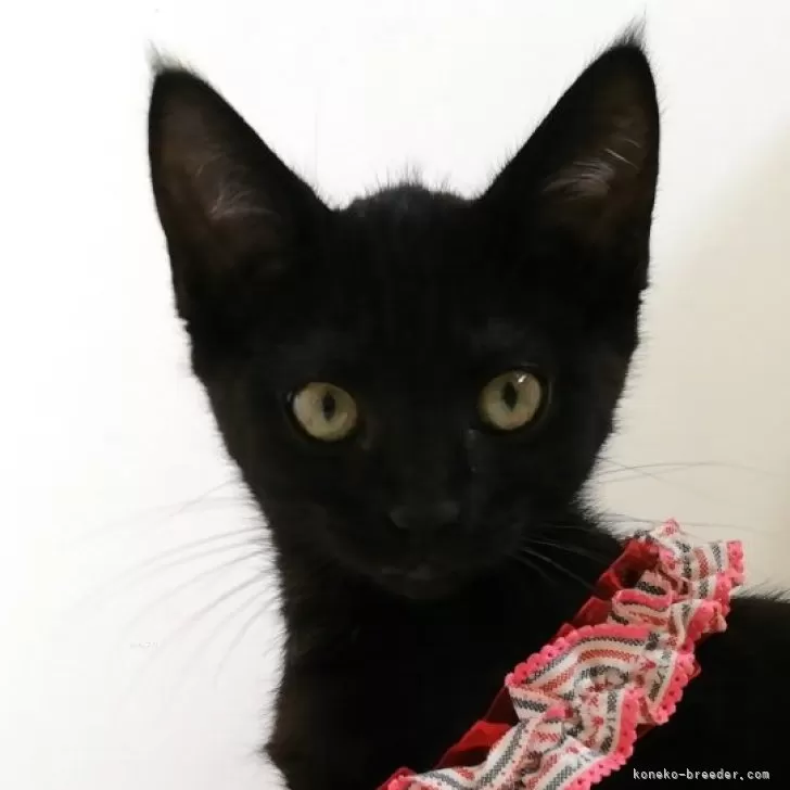 ID：2406-01093の子猫