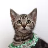 マンチカン(長足)【秋田県・女の子・2024年3月24日・シルバータビー】の写真1