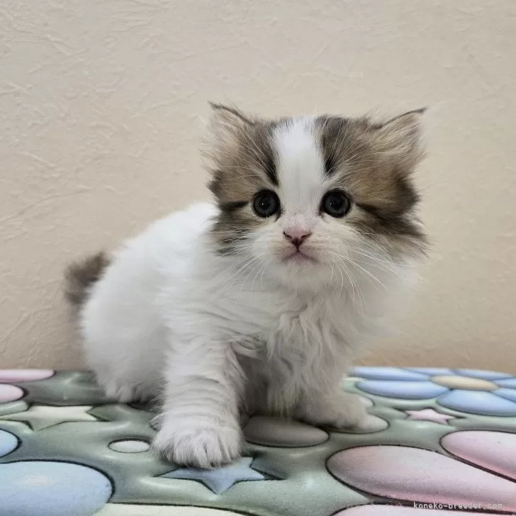 ID：2504-00152の子猫