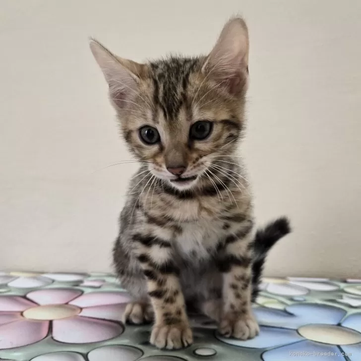 ID:2504-00142の子猫