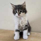 ノルウェージャンフォレストキャット