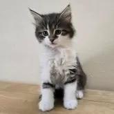 ノルウェージャンフォレストキャット【秋田県・男の子・2025年2月10日・ブラウン&タビーホワイト】の写真1