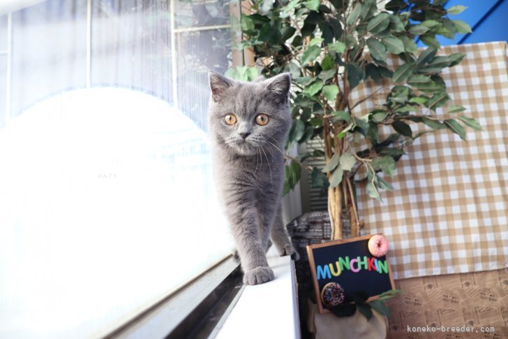 大嶽頼子ブリーダーのブログ:どこでもマイペース♬おっとりしたスコティッシュの仔猫ちゃん( ´艸`)