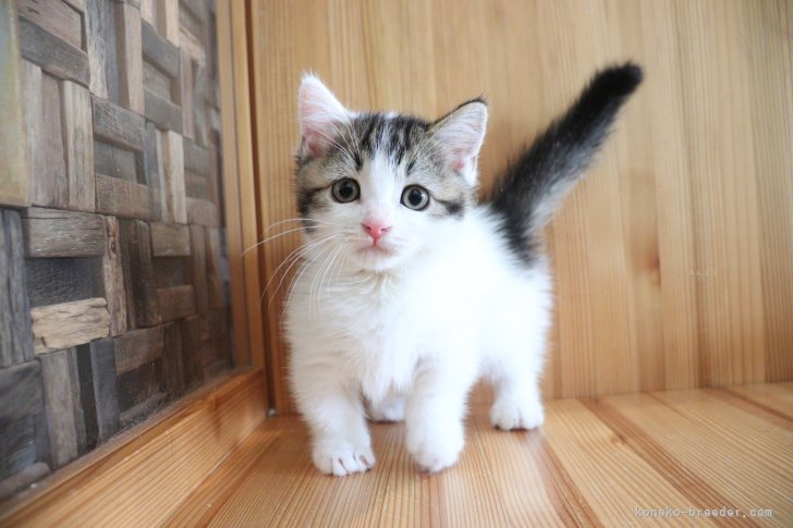 大嶽頼子ブリーダーのブログ：おもちゃにくびったけ♪夢中な姿もかわいいマンチカンの仔猫ちゃん(o^^o)