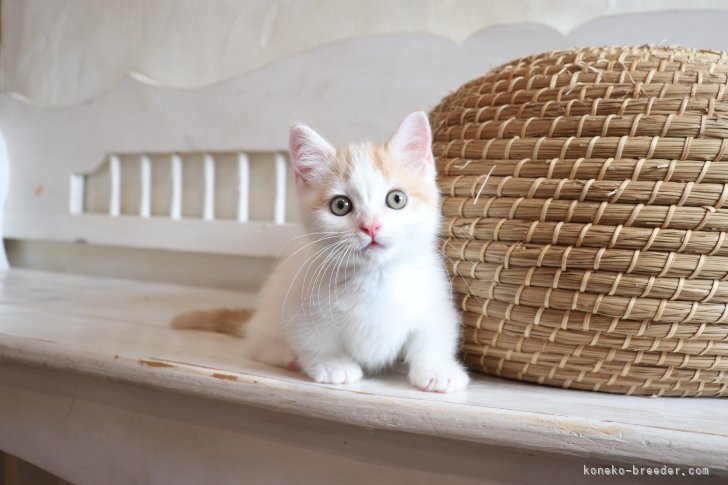 大嶽頼子ブリーダーのブログ：新しいご家族のもとへ♡マンチカンの仔猫ちゃん(o^^o)