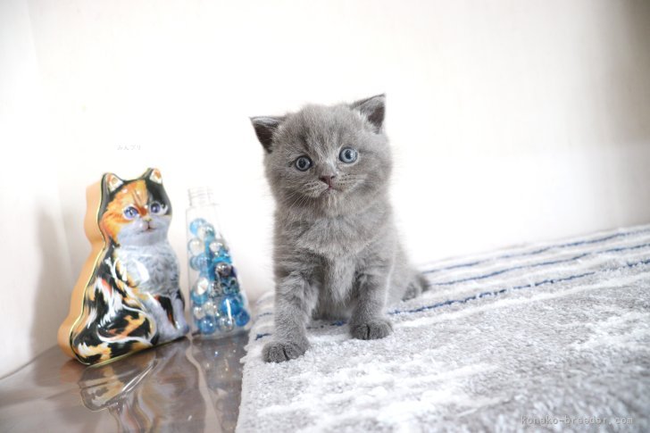 大嶽頼子ブリーダーのブログ：マイペースな癒やし系♡スコティッシュの仔猫ちゃん(*^▽^*)
