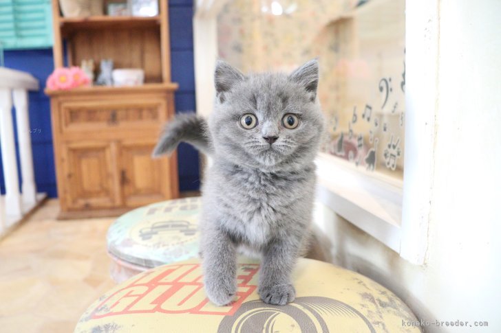 大嶽頼子ブリーダーのブログ：まんまるなお顔がキュート♡スコティッシュの仔猫ちゃん（＾○＾）