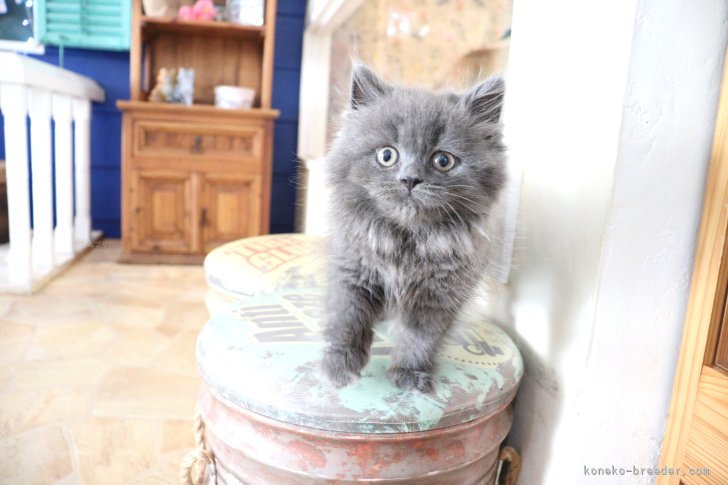 大嶽頼子ブリーダーのブログ：ねころんでリラックス♪自由気ままなスコティッシュちゃん(*´∀｀)
