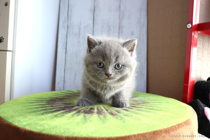 大嶽頼子ブリーダーのブログ：とっても可愛い声で甘えてきます♡スコティッシュの仔猫ちゃん(〃'▽'〃)