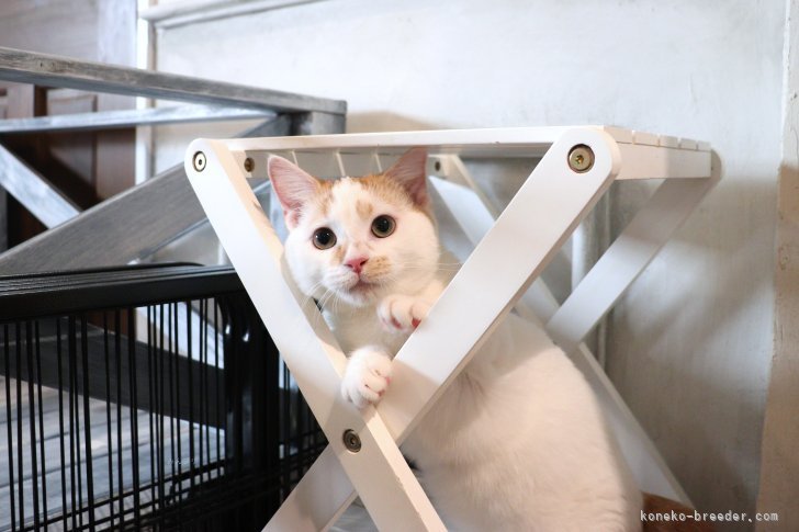 大嶽頼子ブリーダーのブログ：広場でかくれんぼ♬マンチカンの仔猫ちゃん(´∀`*)