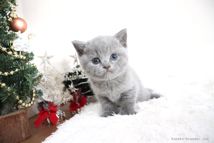 大嶽頼子ブリーダーのブログ：もふもふな兄妹ちゃんもデビュー♡今が色んな子に会えるチャンスヾ(*´∀`*)