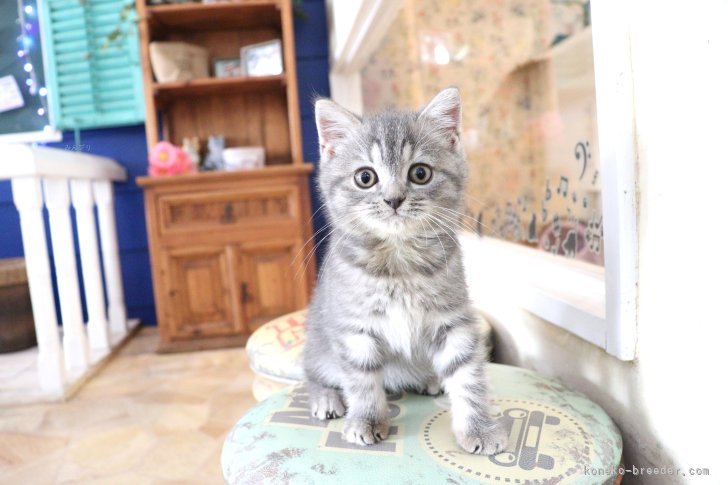 大嶽頼子ブリーダーのブログ：お迎えいただきました♪スコティッシュの仔猫ちゃん＼(^_^)／