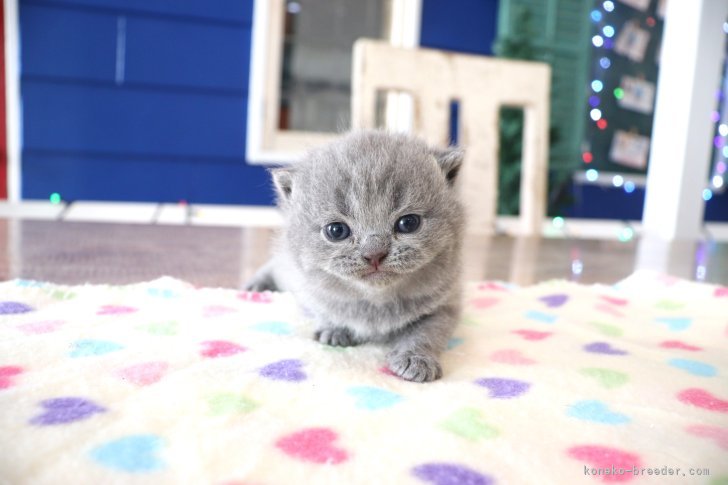 大嶽頼子ブリーダーのブログ：ころころ転がって撮らせてくれない！スコティッシュの赤ちゃん(*´∀｀*)