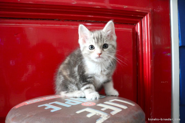 大嶽頼子ブリーダーのブログ：将来どんな子になるのかな？マンチカンの仔猫ちゃん(o^^o)