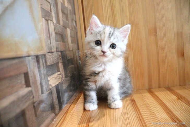 大嶽頼子ブリーダーのブログ：少しなでるだけでゴロゴロ甘えだす♡マンチカンの仔猫ちゃん(〃･ω･〃)