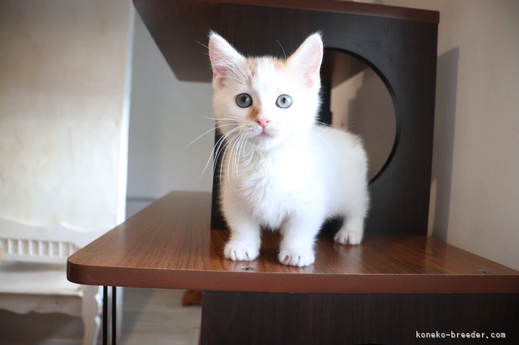 大嶽頼子ブリーダーのブログ：陽射しで輝いて見える☆綺麗な白いマンチカンの仔猫ちゃんヾ(＾v＾)k