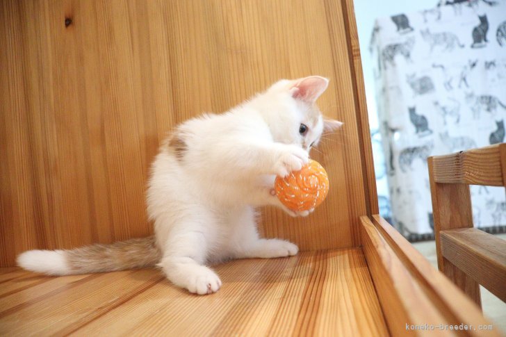 大嶽頼子ブリーダーのブログ：上手にキャッチ！！ボール遊びが大好きなマンチカンの仔猫ちゃん(〃'▽'〃)