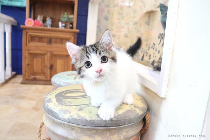 大嶽頼子ブリーダーのブログ:ますますかわいく♬写真映え抜群なマンチカンの仔猫ちゃん(*^_^*)