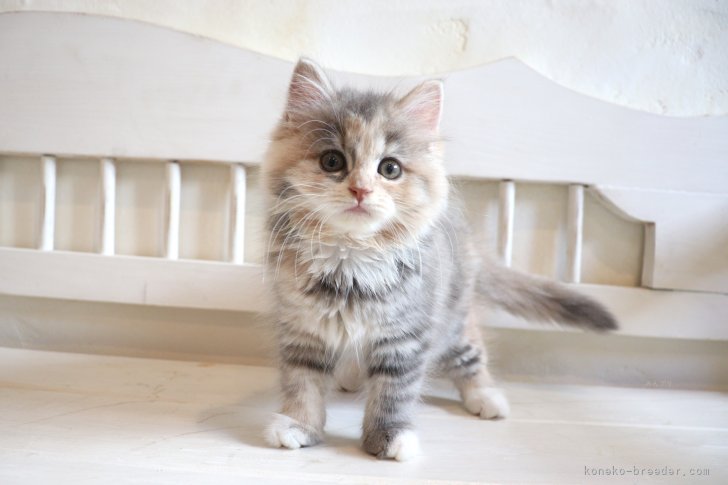 大嶽頼子ブリーダーのブログ：はじめての広場にワクワク♬マンチカンの仔猫ちゃん＼(^^＠)／