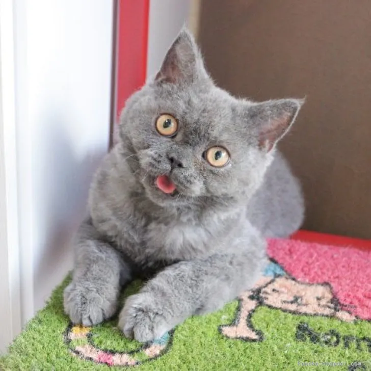 ID：2305-01550の子猫