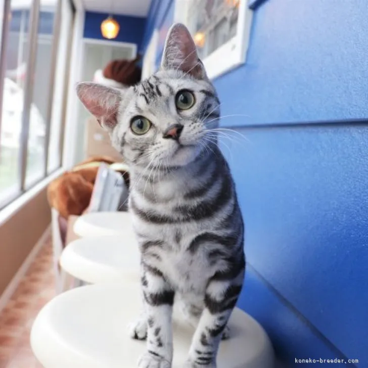 ID:2307-01439の子猫