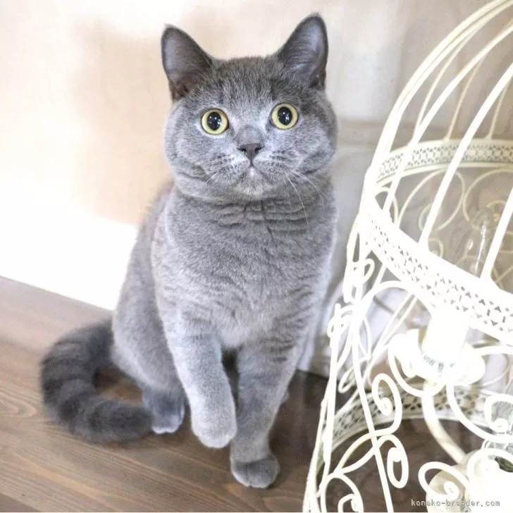 ID:2310-00032の子猫