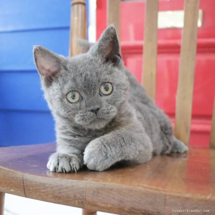 ID:2305-01546の子猫
