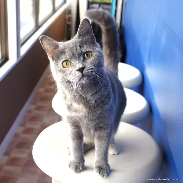 K.T 様のお迎えした子猫