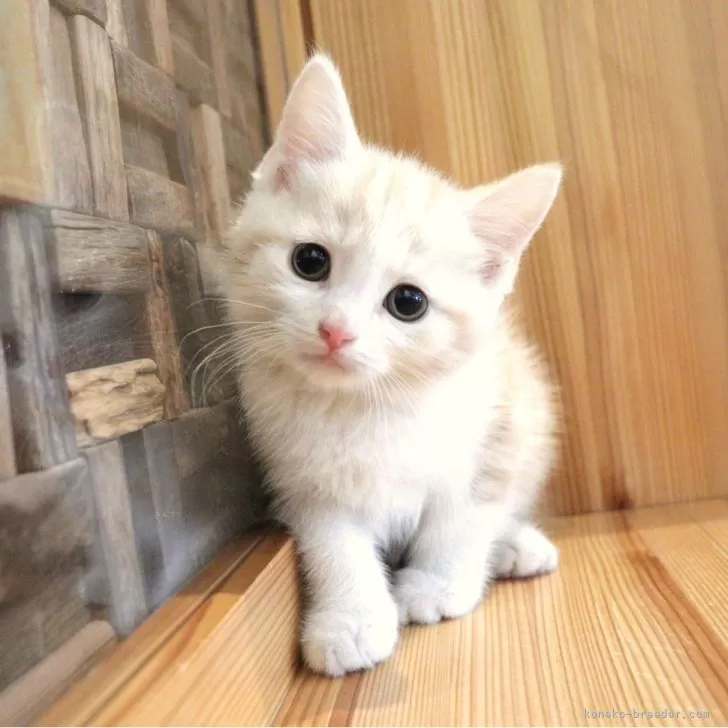 ID:2401-01700の子猫