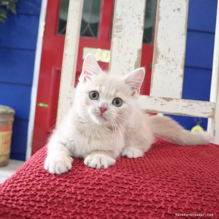 ID:2408-00128の子猫