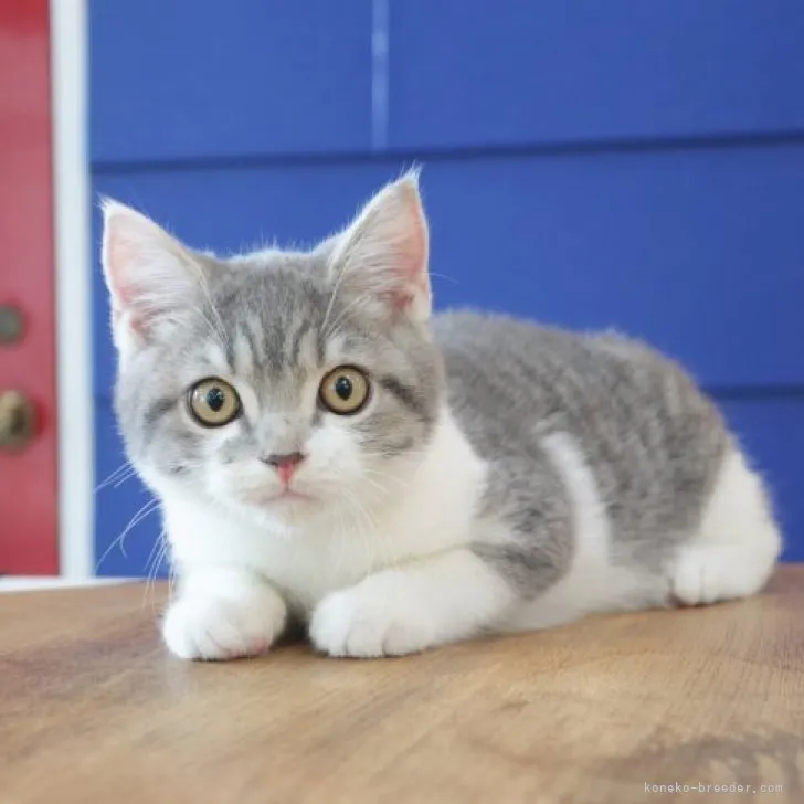 ID:2304-03455の子猫