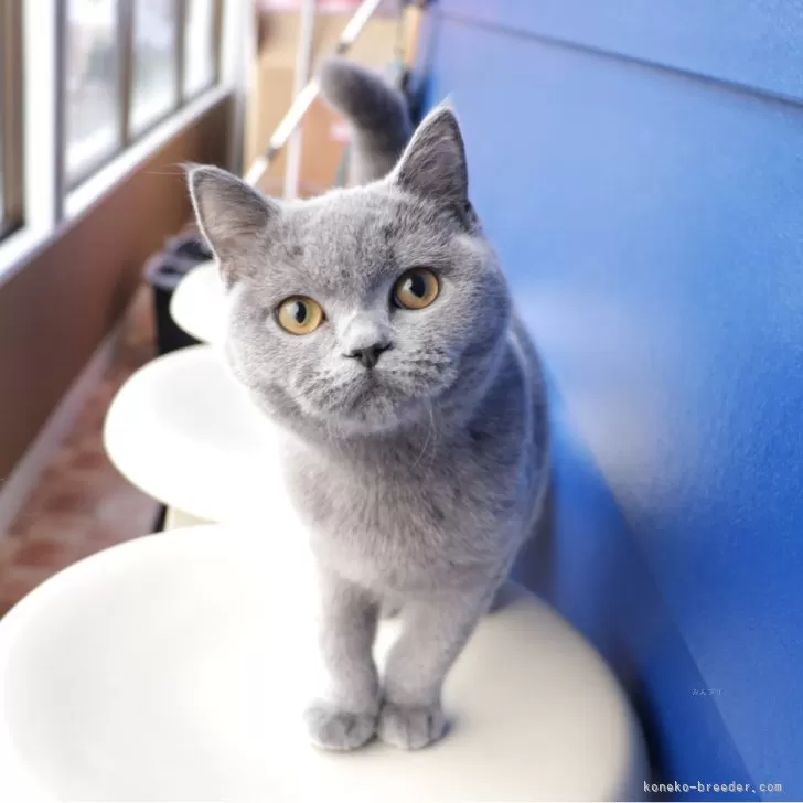 ID:2312-02182の子猫