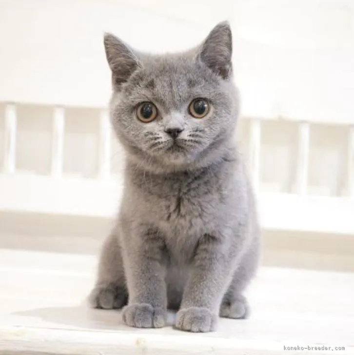ID：2211-00472の子猫
