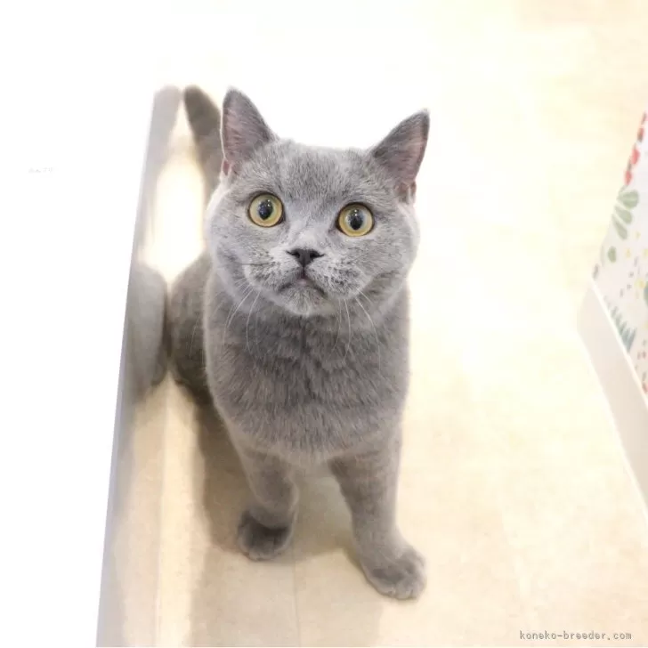 ID:2310-00027の子猫