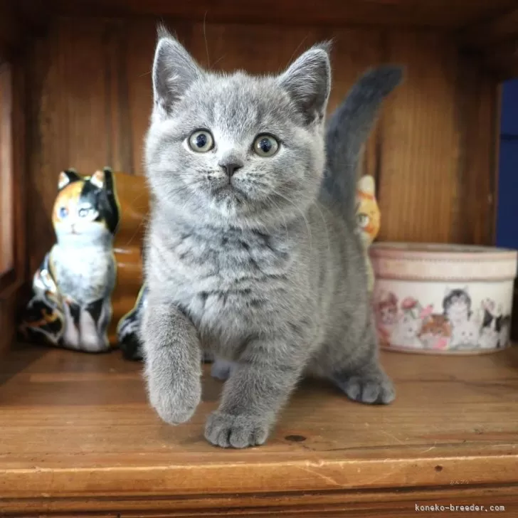 ID:2404-03420の子猫