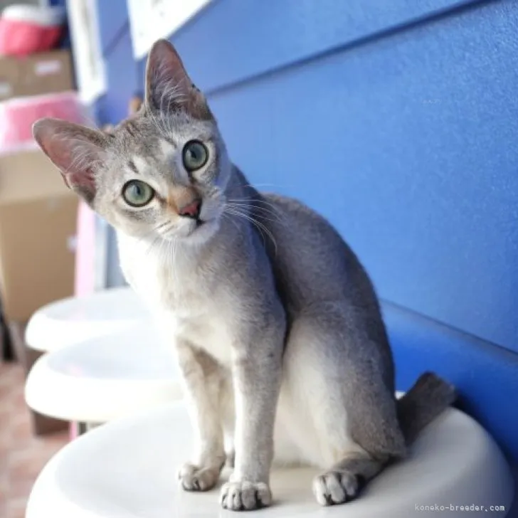 ID:2309-00344の子猫