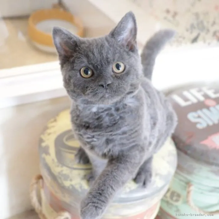 ID:2304-02840の子猫