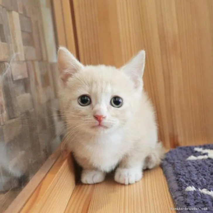 ID:2303-00890の子猫