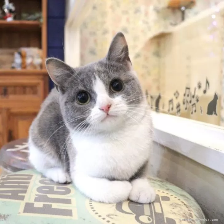 ID：2310-01480の子猫