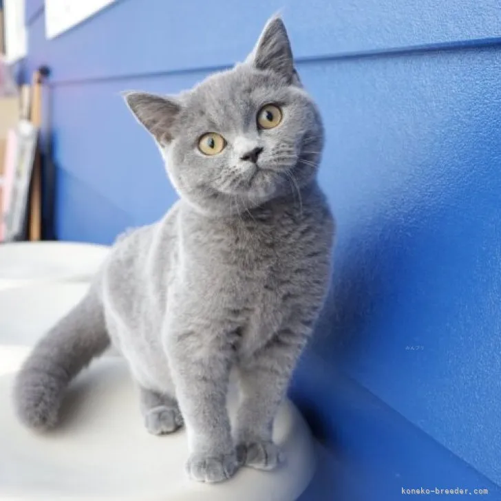 ID：2310-00029の子猫