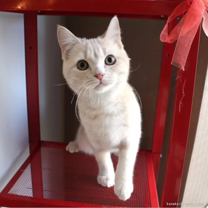 ID:2310-01481の子猫