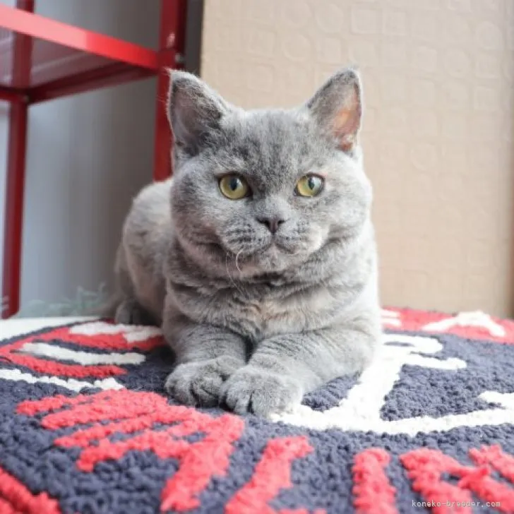 ID：2305-01547の子猫