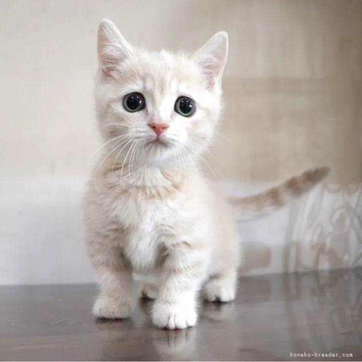 ID:2401-01325の子猫