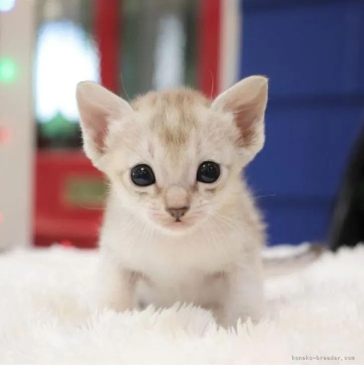ID：2212-00890の子猫