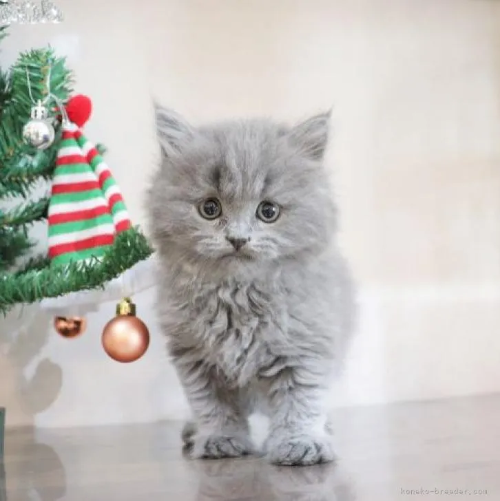 ID:2212-00540の子猫
