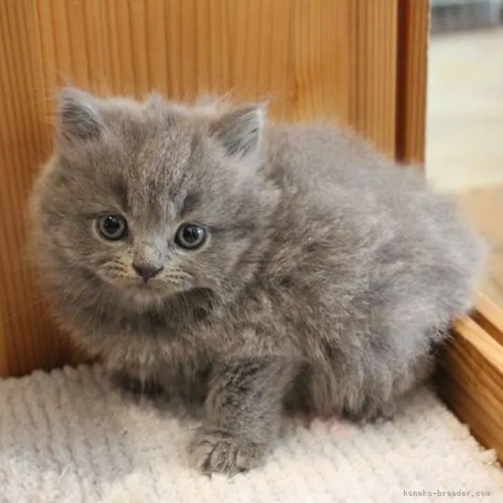 ID:2207-03351の子猫