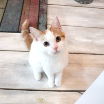 ミヌエット(長足)【大阪府・男の子・2024年4月12日・レッドタビー&ホワイト】の写真「人が大好きで手から離れようとしない長足ちゃん♡」